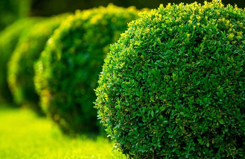 Garten- und Landschaftsbau